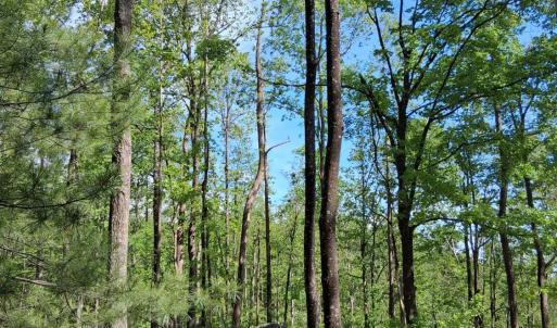 Photo #26 of Robinson Gap Road, Monroe, VA 102.1 acres