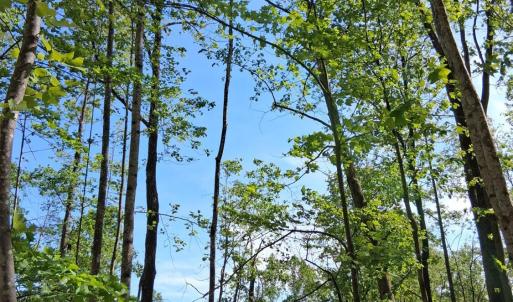 Photo #31 of Robinson Gap Road, Monroe, VA 102.1 acres
