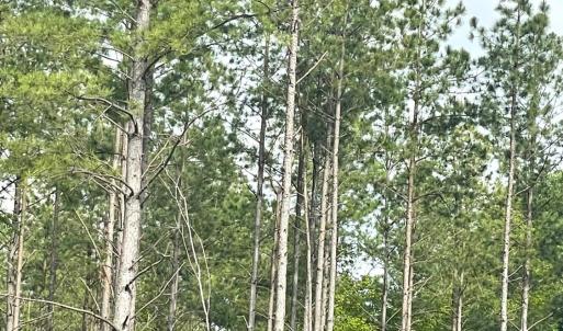 Photo #14 of Three Creeks Road, Gladys, VA 104.0 acres
