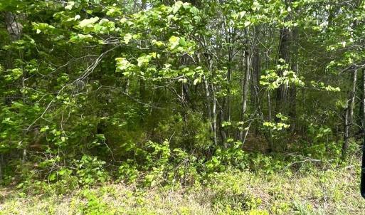 Photo #17 of Three Creeks Road, Gladys, VA 104.0 acres
