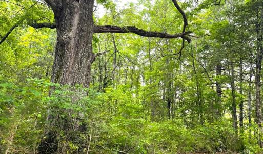 Photo #2 of Three Creeks Road, Gladys, VA 104.0 acres