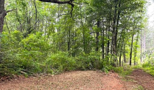 Photo #15 of Three Creeks Road, Gladys, VA 104.0 acres