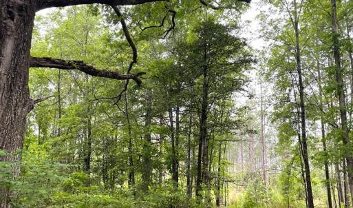 Photo #6 of Three Creeks Road, Gladys, VA 104.0 acres