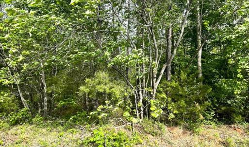 Photo #11 of Three Creeks Road, Gladys, VA 104.0 acres