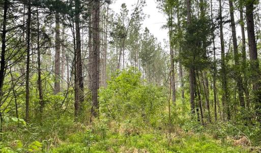 Photo #19 of Three Creeks Road, Gladys, VA 104.0 acres