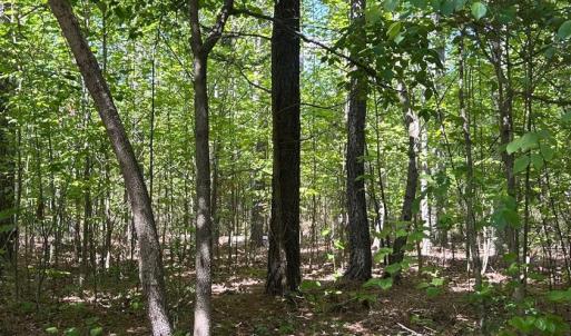 Mature Woods