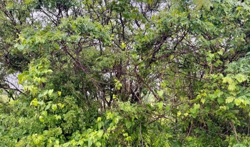Photo #2 of Red House Road, Phenix, VA 70.5 acres