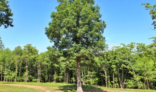 Photo #5 of Tower Hill Road, Appomattox, VA 16.1 acres