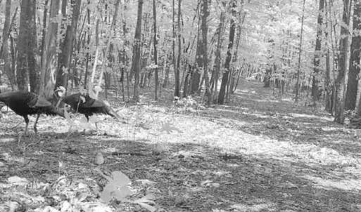 Photo #6 of Adventure Mountain, Montvale, VA 343.0 acres