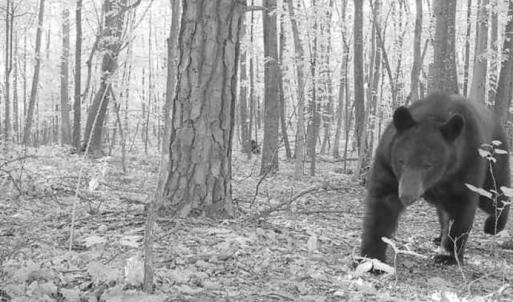 Photo #53 of Adventure Mountain, Montvale, VA 343.0 acres