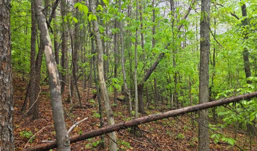 Photo #11 of Dreaming Creek Road, Concord, VA 128.6 acres