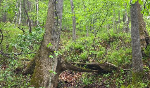 Photo #9 of Dreaming Creek Road, Concord, VA 128.6 acres