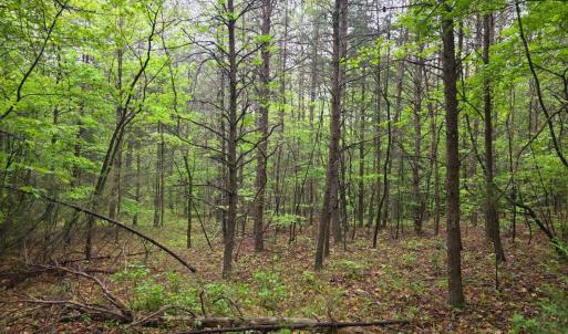 Photo #14 of Dreaming Creek Road, Concord, VA 128.6 acres