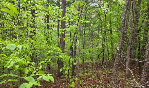 Photo #12 of Dreaming Creek Road, Concord, VA 128.6 acres
