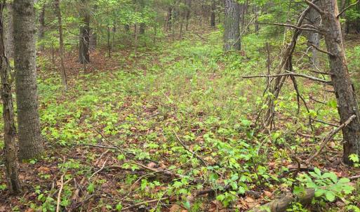 Photo #13 of Dreaming Creek Road, Concord, VA 128.6 acres