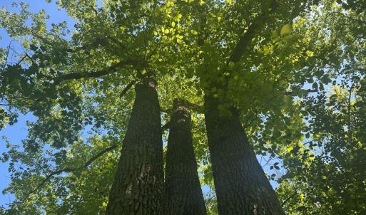 Photo #24 of Jones Overlook, Howardsville, VA 8.2 acres