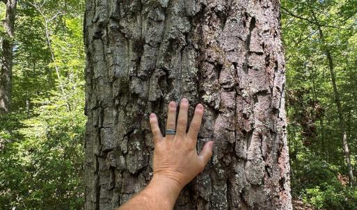 Photo #10 of Jones Overlook, Howardsville, VA 8.2 acres