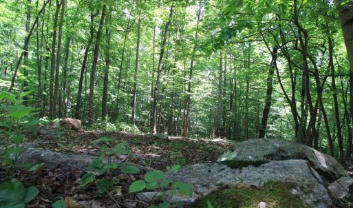 Photo #9 of Hickory Falls Road, Blue Ridge, VA 3.0 acres