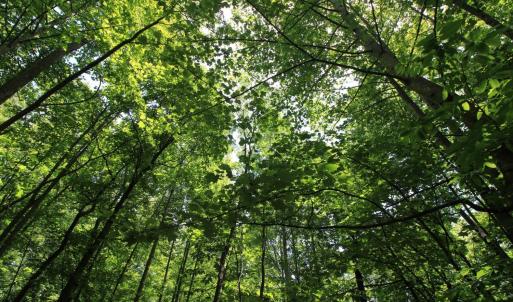 Photo #8 of Hickory Falls Road, Blue Ridge, VA 3.0 acres