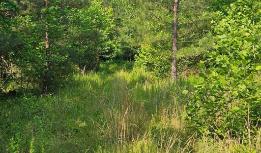 Photo #5 of Earley Farm Road, Madison Heights, VA 58.4 acres