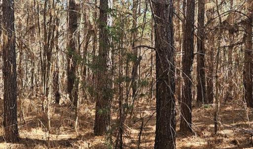 Photo #6 of TN Snow Road, Nathalie, VA 22.7 acres