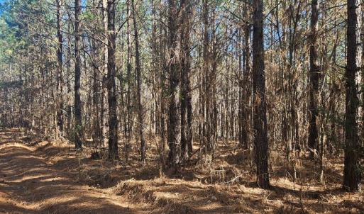 Photo #7 of TN Snow Road, Nathalie, VA 22.8 acres