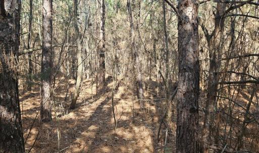 Photo #7 of TN Snow Road, Nathalie, VA 44.1 acres