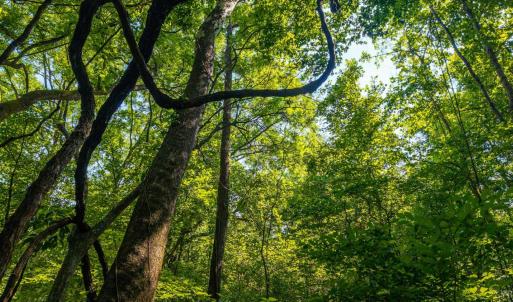 Photo #31 of Mt Athos Road, Lynchburg, VA 12.5 acres