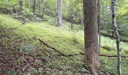 Open area among mature trees