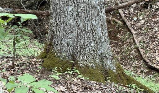Mature trees