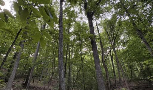 Mature trees, slope of lot
