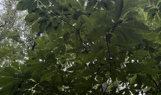 Older pawpaw trees