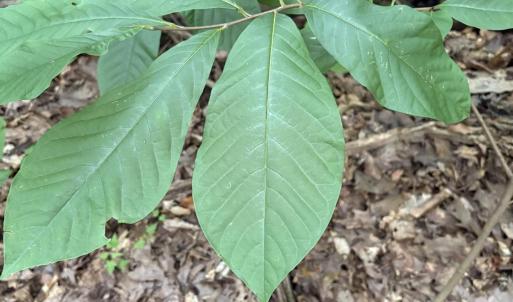 Pawpaw leaves