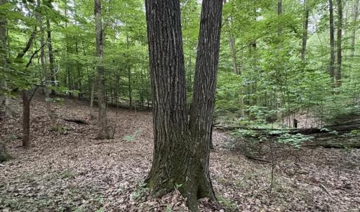 Mature trees on property