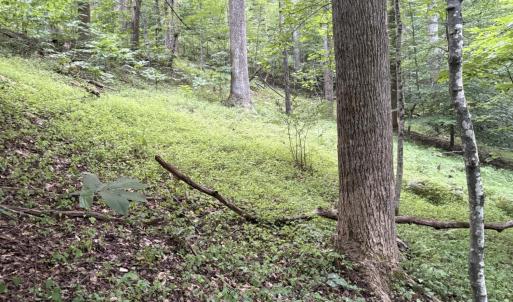 Open area among mature trees