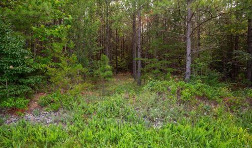 Photo #7 of Wyatt Miles Road, Gladys, VA 25.0 acres