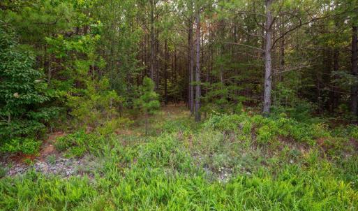 Photo #7 of Wyatt Miles Road, Gladys, VA 25.0 acres