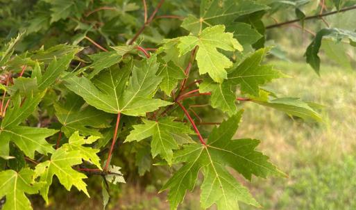 Silver Maple tree anchoring the gravel drive