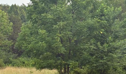 Black Walnut tree on property