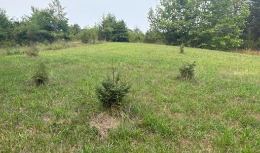 Planted spruce trees