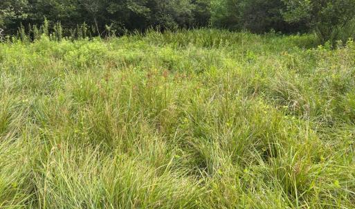 Grasses