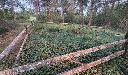 Likely grave, split rail fence and ground cover