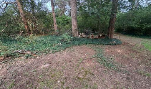 Mature evergreens with periwinkle