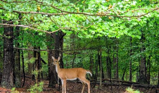 Photo #1 of Gap Bridge Road, Moneta, VA 0.9 acres