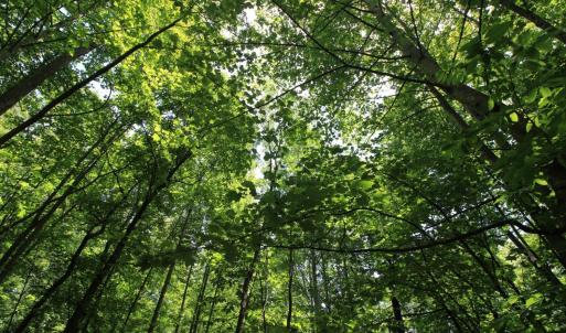 Photo #9 of Hickory Falls Road, Blue Ridge, VA 3.0 acres