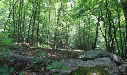 Photo #10 of Hickory Falls Road, Blue Ridge, VA 3.0 acres
