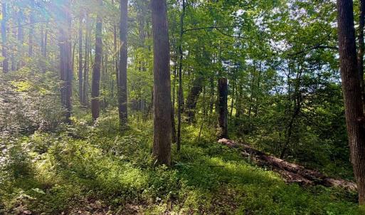 Photo #21 of 2400 Tribble Lane, Goochland, VA 9.0 acres