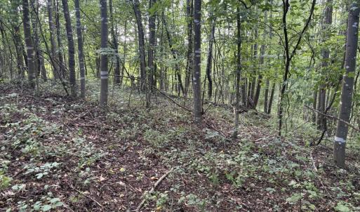 Photo #19 of 3315 Amherst Highway, Monroe, VA 33.7 acres