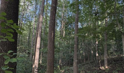 Photo #27 of 3315 Amherst Highway, Monroe, VA 33.7 acres