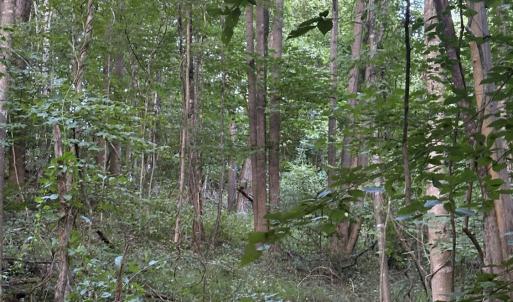 Photo #23 of 3315 Amherst Highway, Monroe, VA 33.7 acres